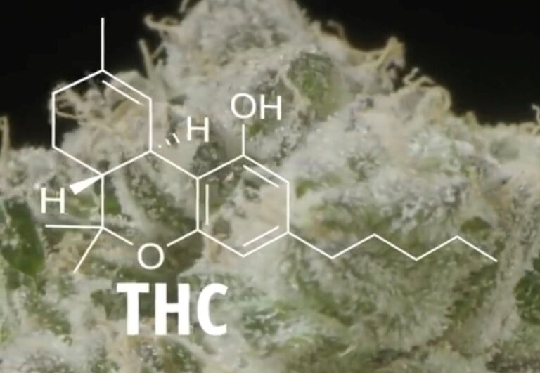 Quest-ce que le THC ?