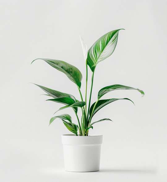 product 03