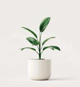 product 04