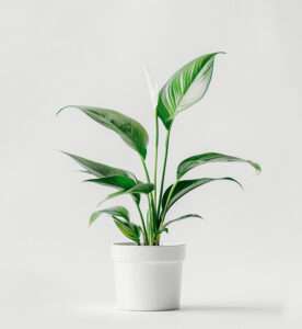 product 06
